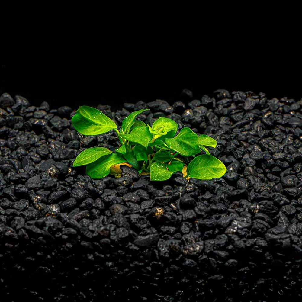 Potted Anubias Nana Petite
