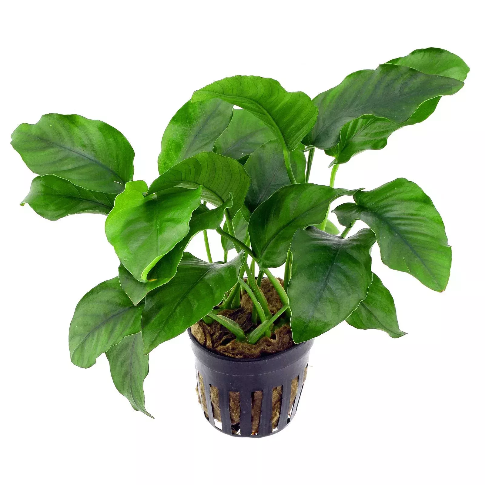 POTTED ANUBIAS