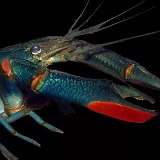 (Pre-Order) CHERAX REDCLAW CRAYFISH (Cherax quadricarinatus) 2402 4-6″