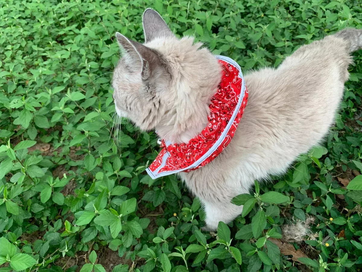 Prey Saver Cat Collar