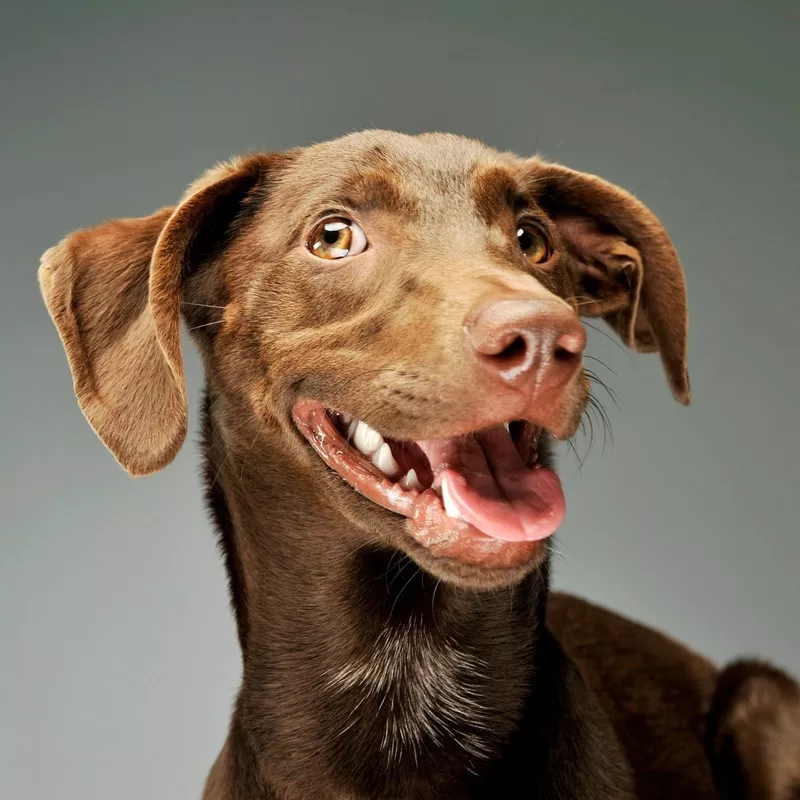 Professional Dog Grooming Rochester – Teeth Cleaning