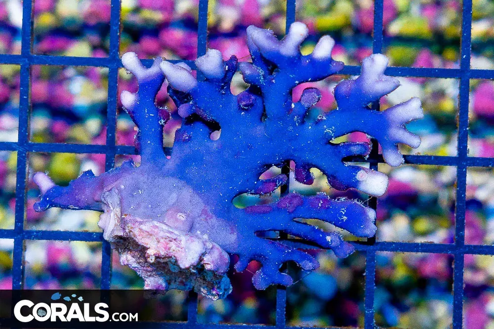 PURPLE/BLUE Lace Coral – Australia RARE
