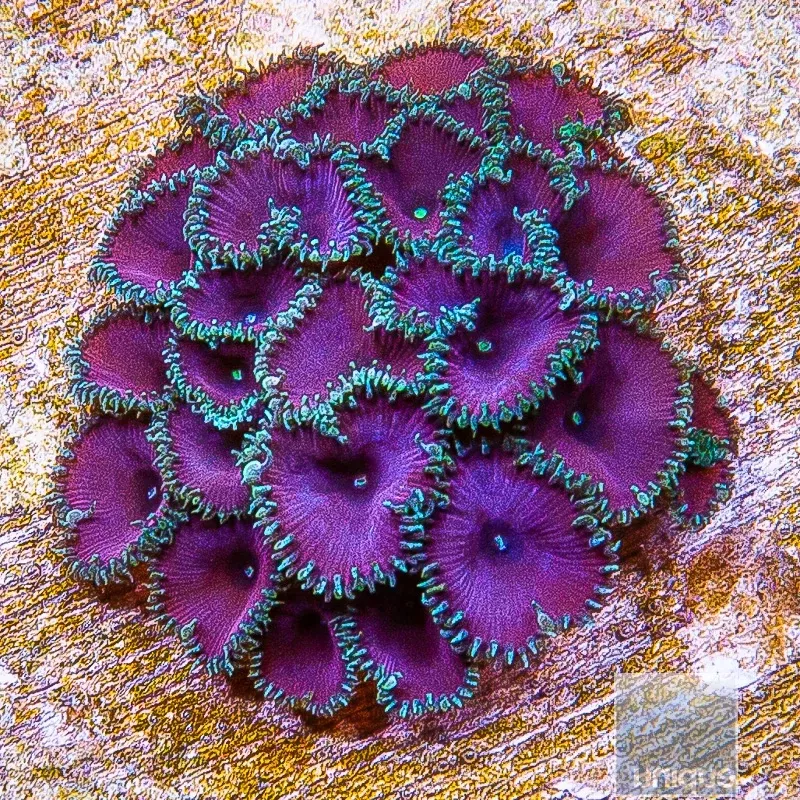 Purple Death Palythoa- Stock Frag 3 Polyp