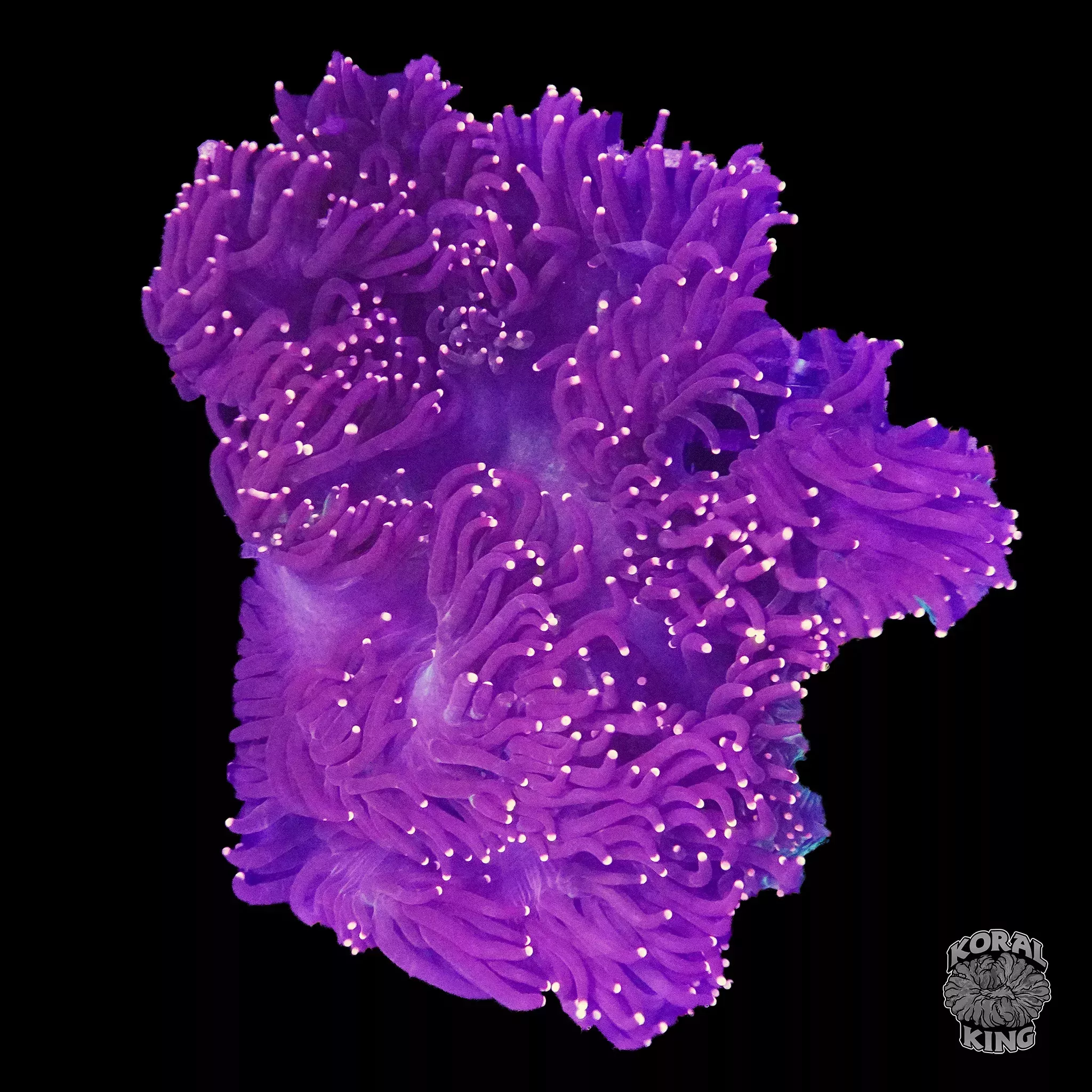 Purple Elegance