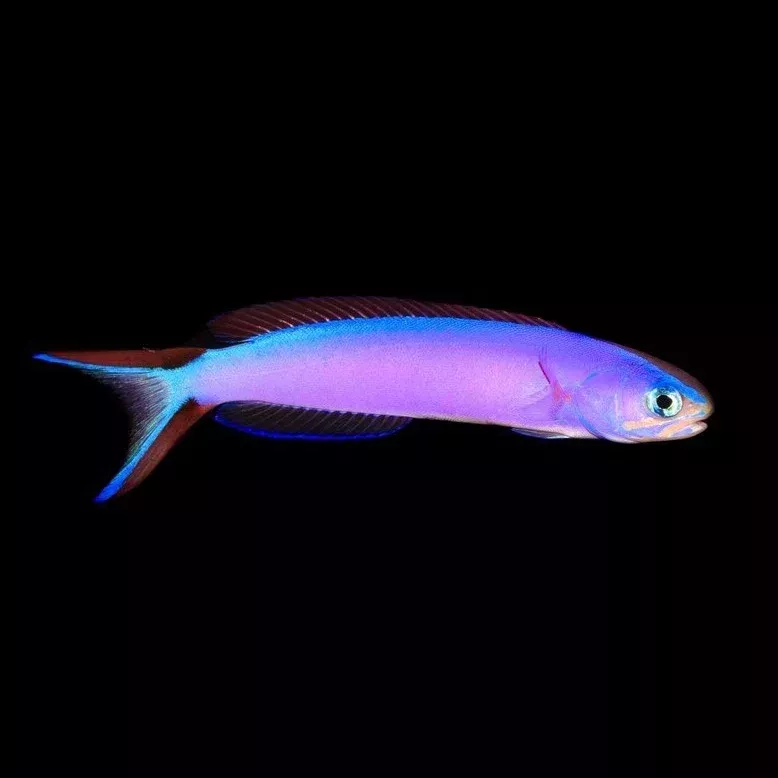 Purple Tilefish