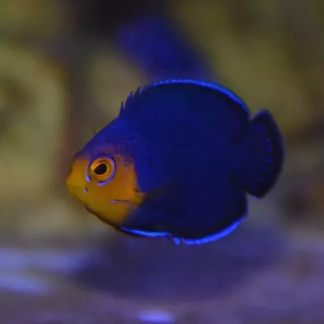 Pygmy (Cherub) Angelfish