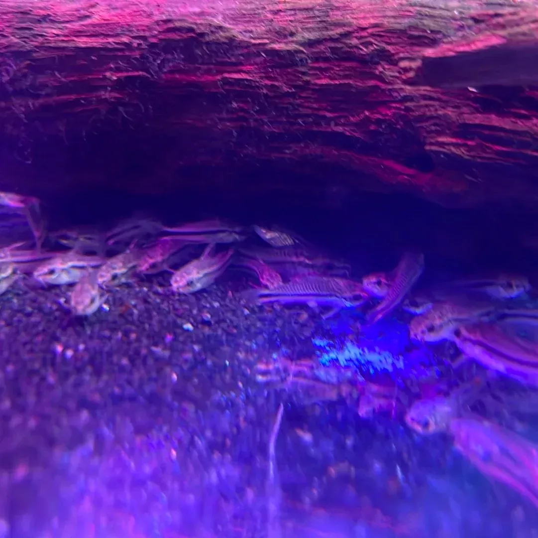 Pygmy Cory (Corydoras pygmaeus)