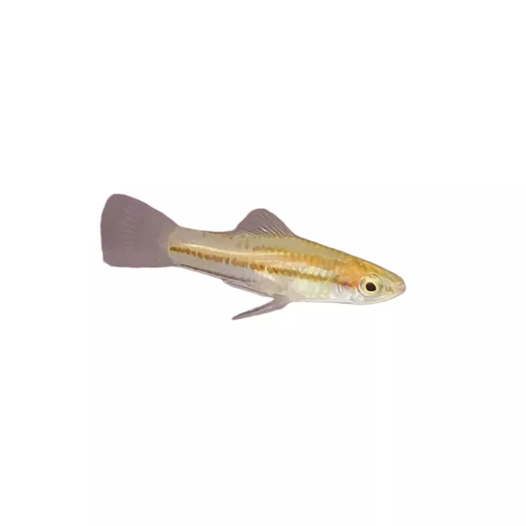 Pygmy Swordtail Pair (1M1F)
