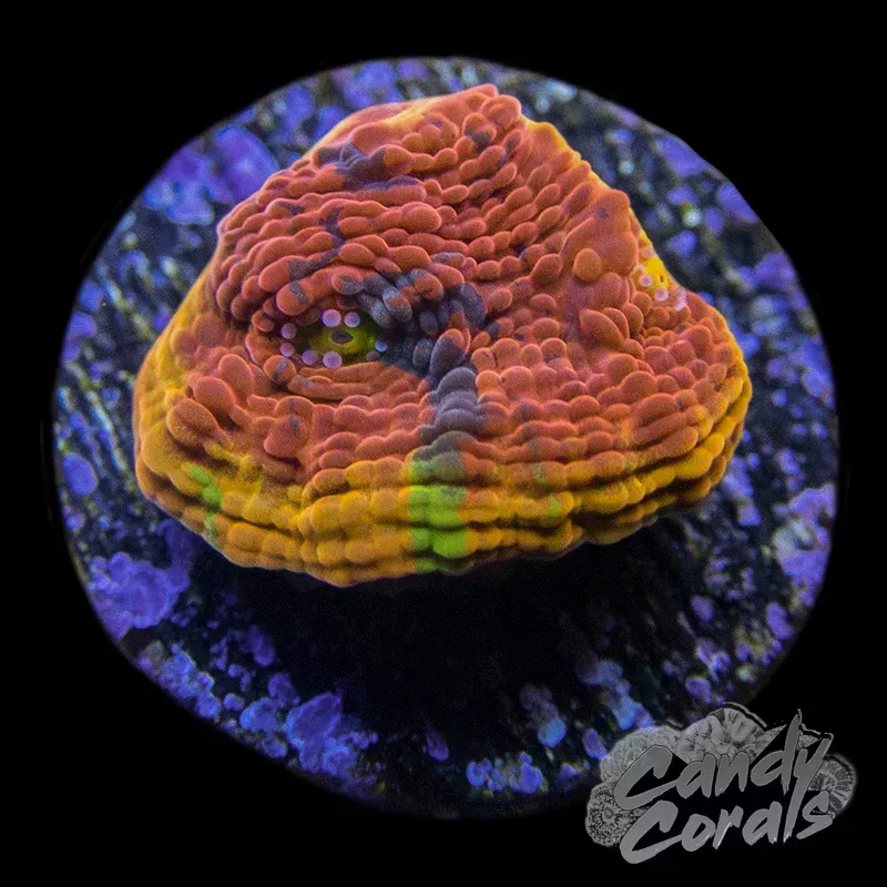 Rainbow Dynamite Chalice Frag