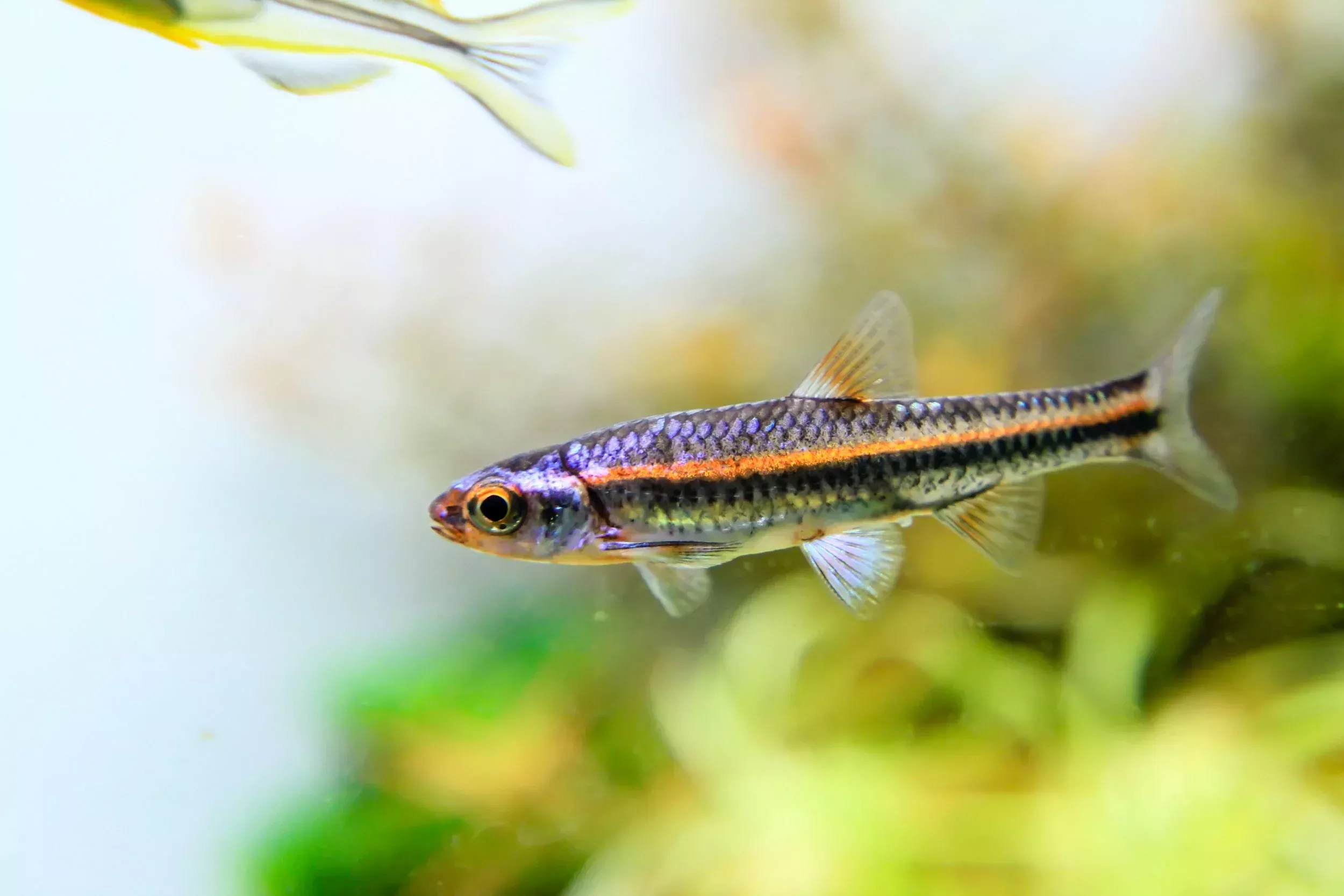 Rainbow Shiner Minnow
