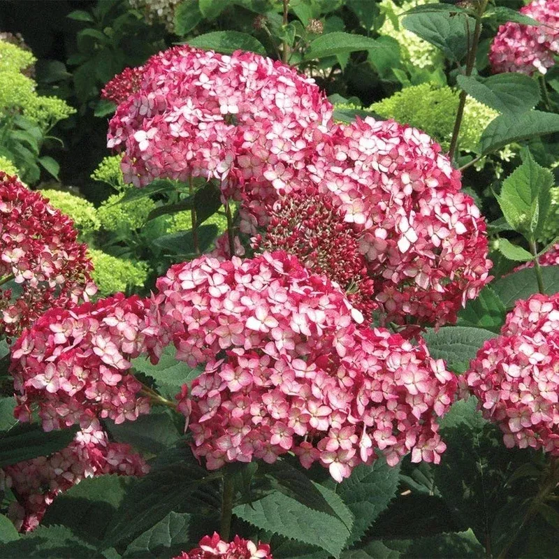 Rare Smooth Hydrangea Cuttings – 5 Rooted Ruby Plants – Native Beauty – Hydrangea arborescens | Houseplants