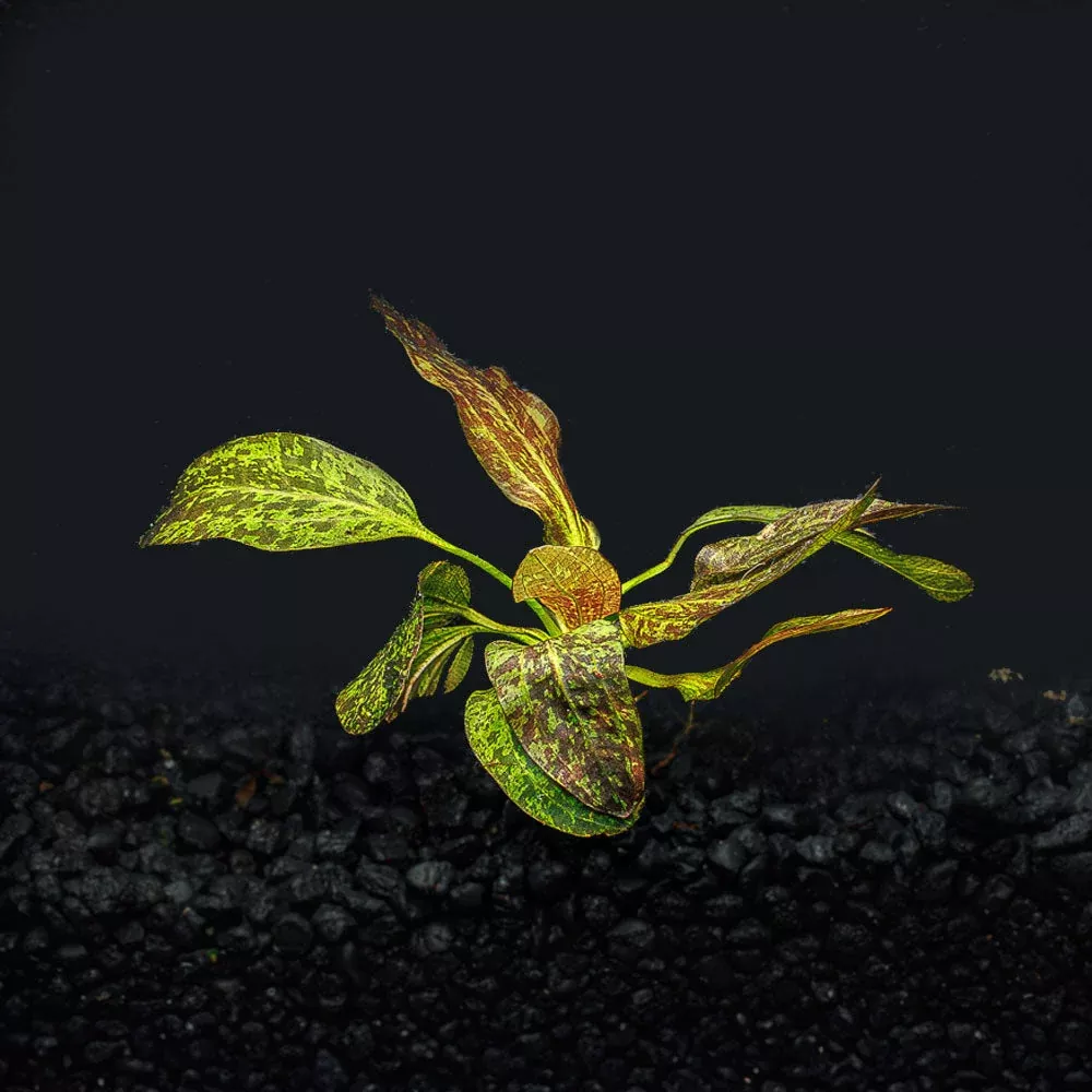 Red Flame Sword | Echinodorus