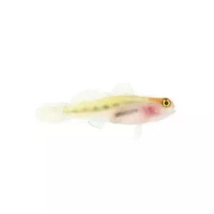 Red Head Goby – Captive Bred