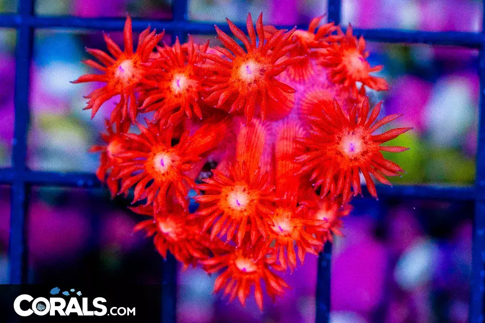 RED/PINK Goniopora Frag ULTRA Aussie