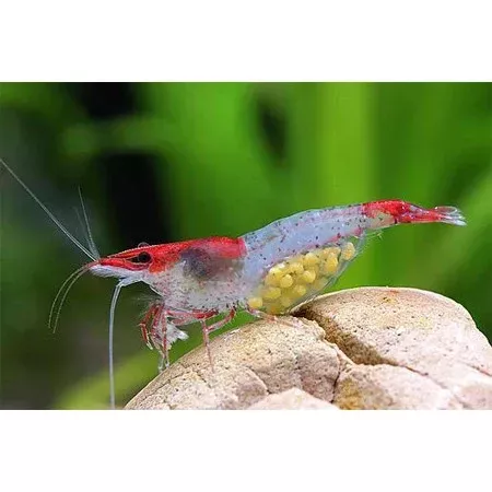 Red Rili Shrimp (5pcs)
