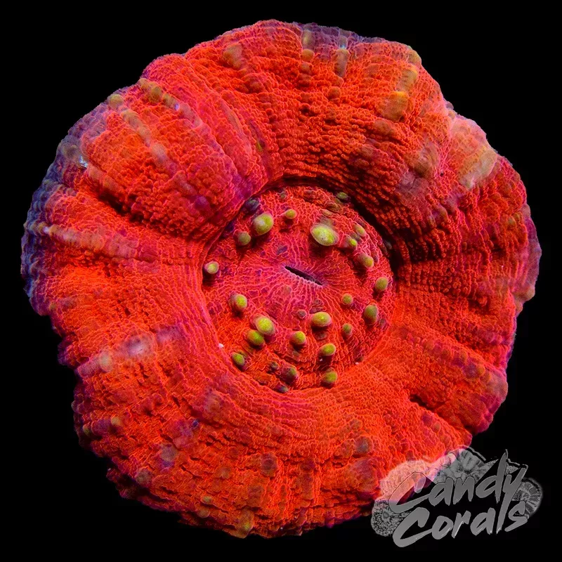 Red Scoly