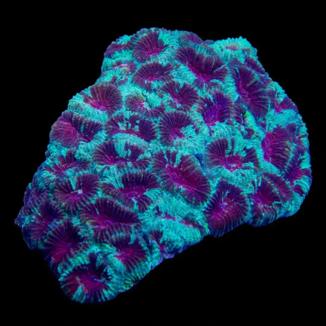 Red and Teal Favia