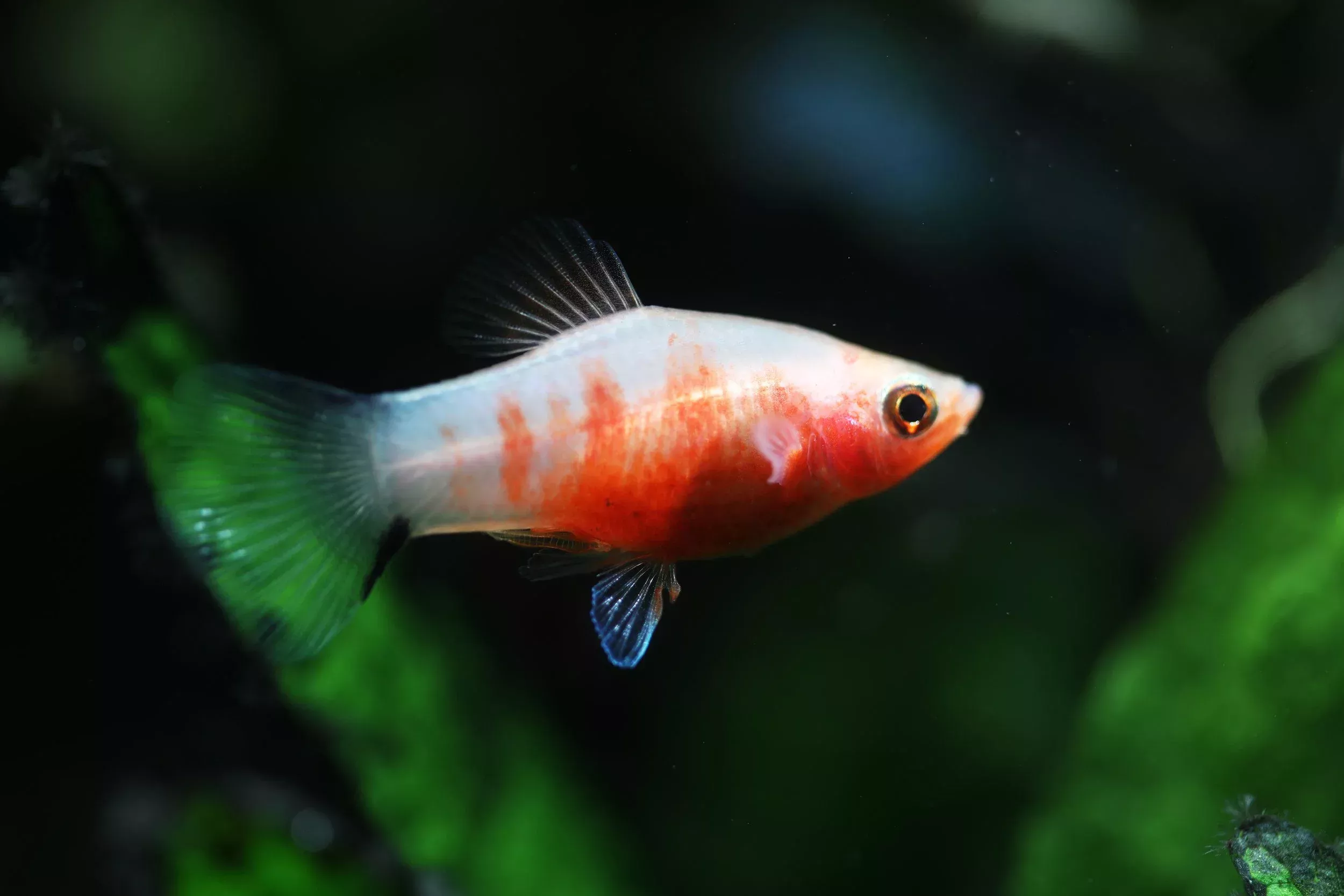 Red Tiger Platies
