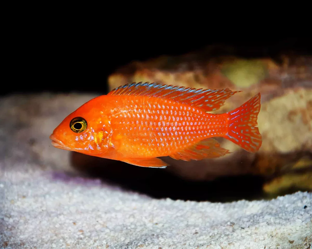 Red Zebra