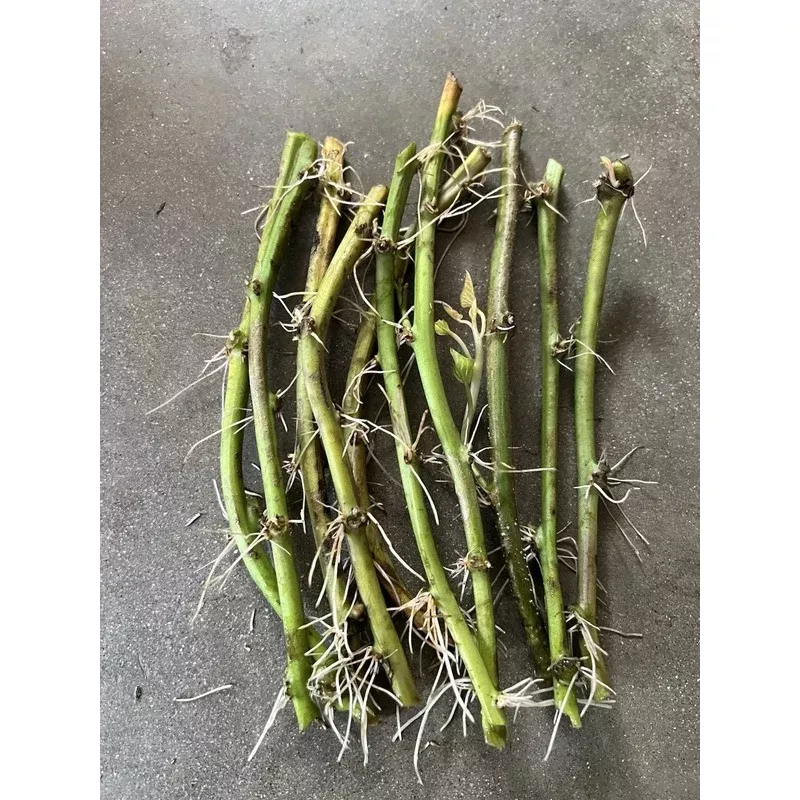 Rooted Sweet Potato Vines – 10 Cuttings for Planting – Ipomoea batatas | Houseplants