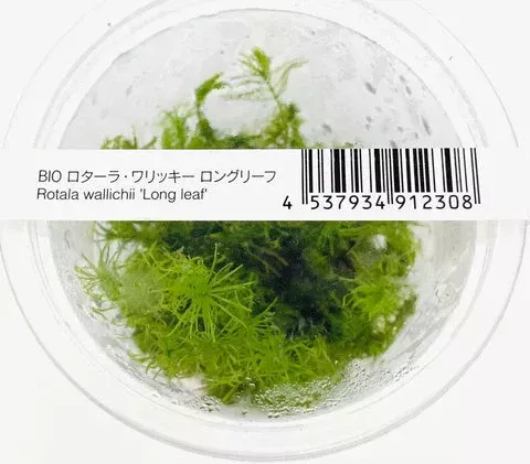 Rotala Wallichii ‘ Long Leaf ‘ADA IC389