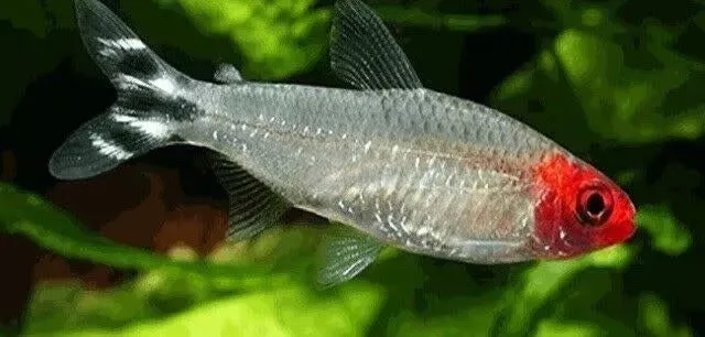 Rummynose Tetra