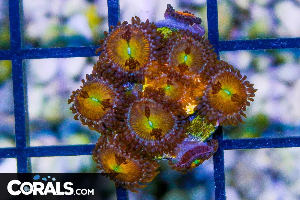 SAKURA Zoanthid Frag – Aquacultured