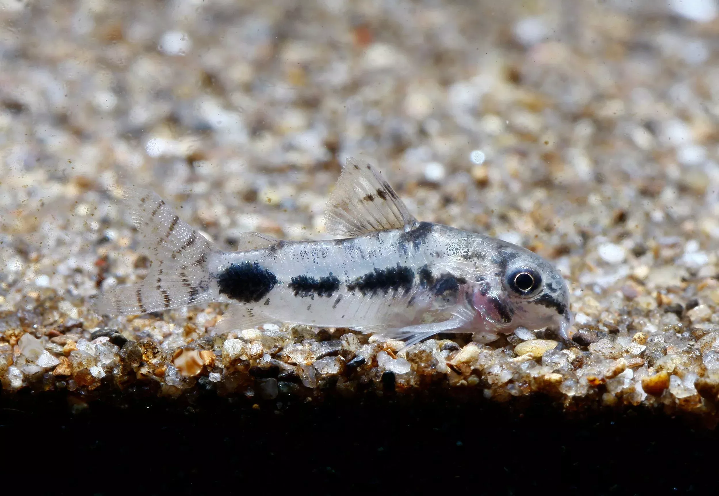Salt and Pepper Pygmy Cory