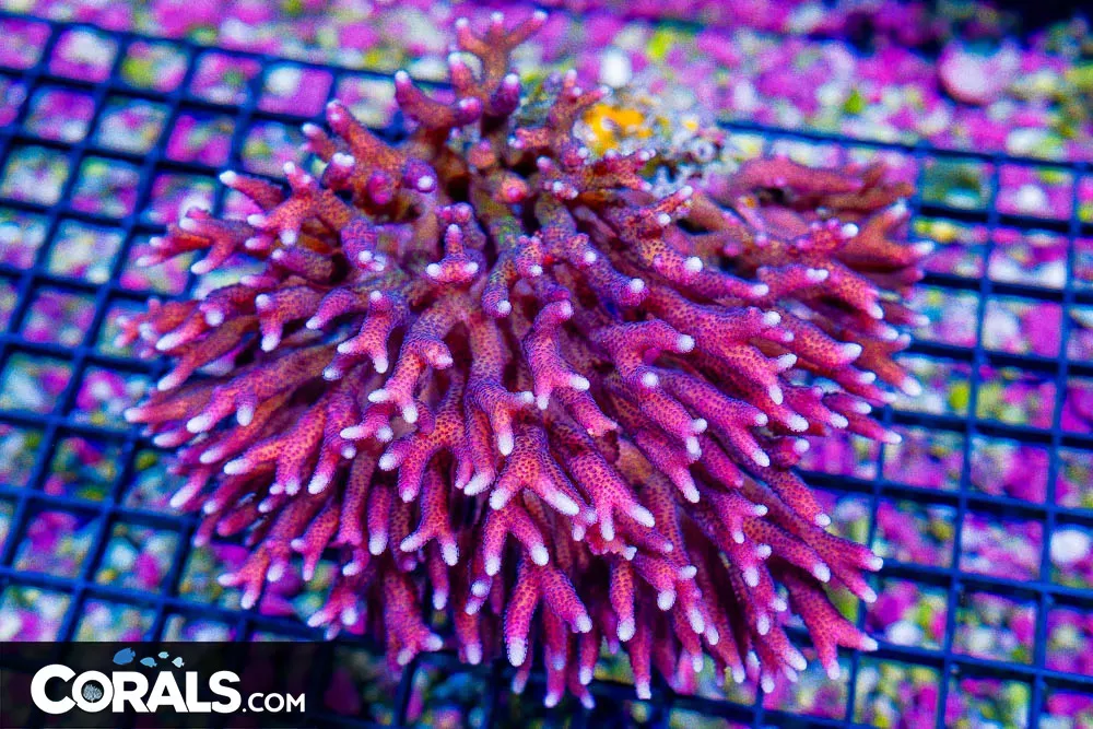 SHOW Birdsnest – FIJI PINK w/ Green! (Blue Video Inside!)