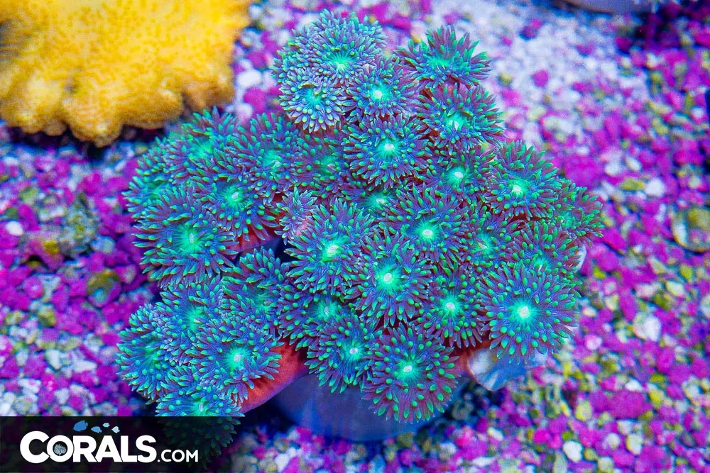 SHOW! Duncan Colony – Australia 35+ Polyps! (Blue Video Inside!)