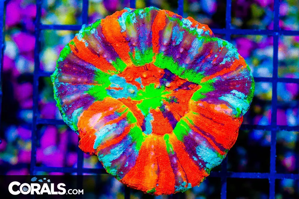 SHOW RARE MASTER Scolymia – Australia (Blue Video Inside!)