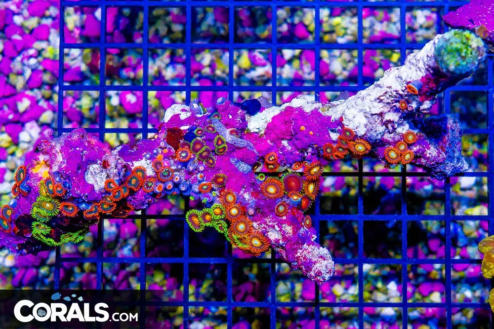 SHOW Zoanthid Colony – FIJI – ULTRA Glowing Polyps!