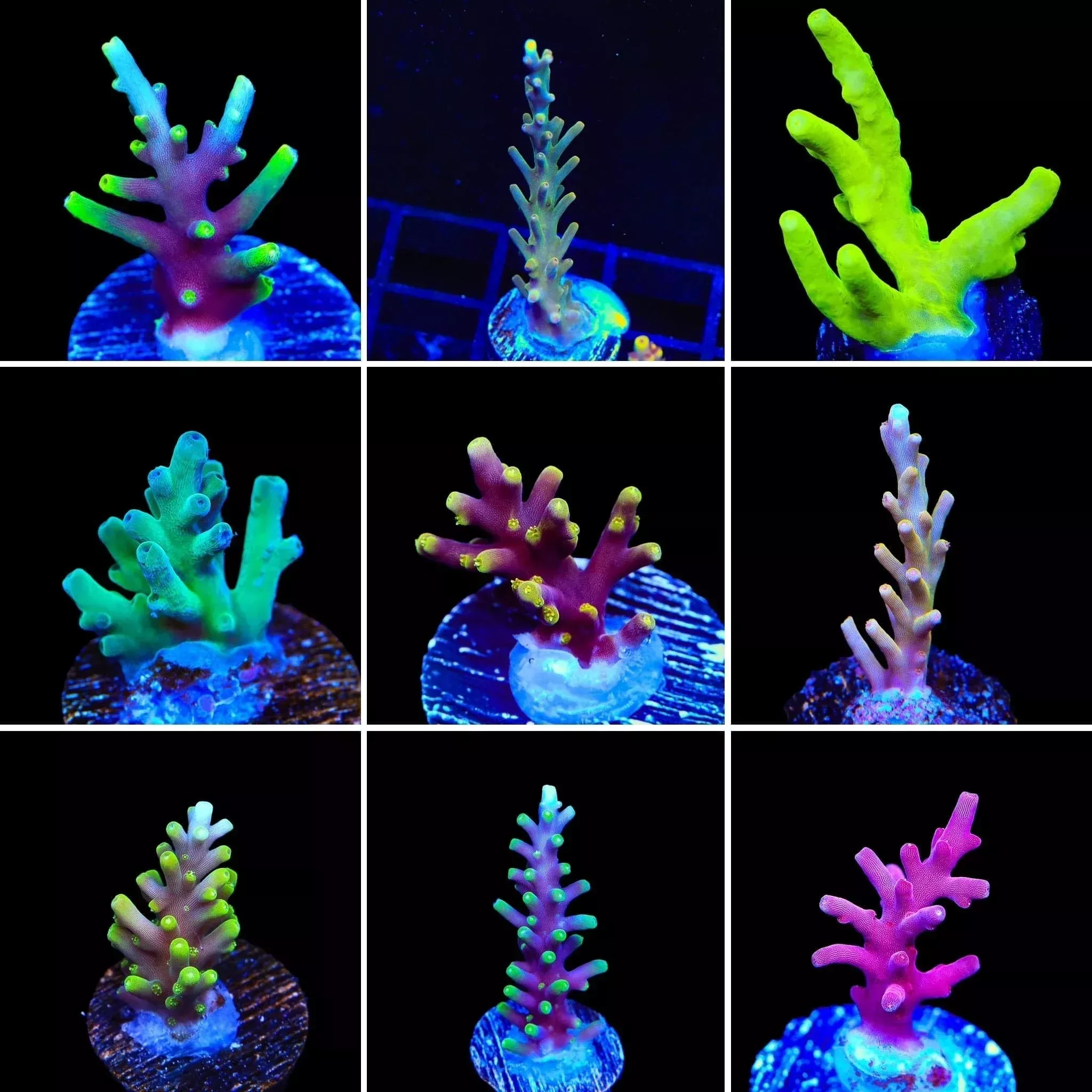 Smooth Skin 3 Coral Frag Pack