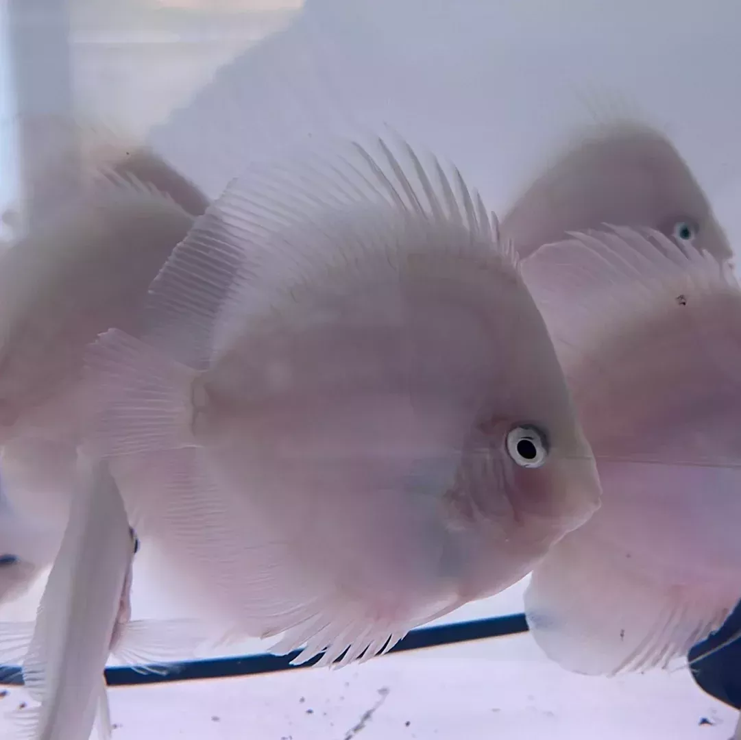 Snow White Discus (Symphysodon aequifasciatus)