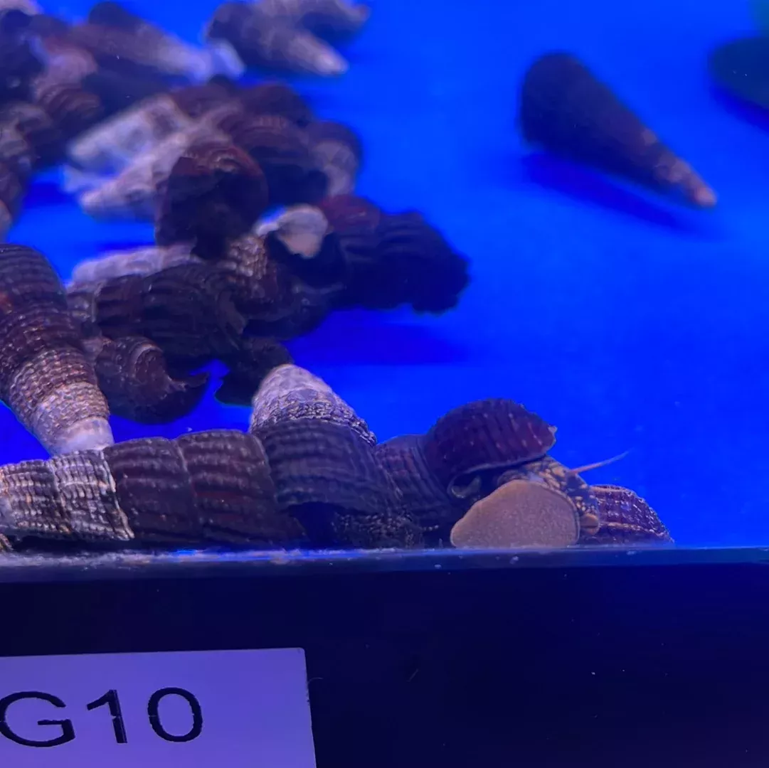 Sp Rabbit Snail (Tylomelania patriatrchalis)