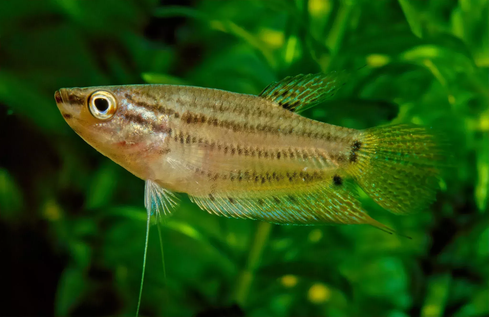 Sparkling Gourami
