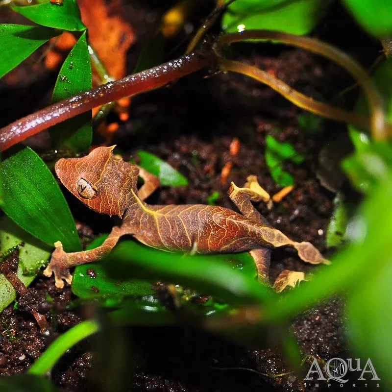 Spearpoint Leaf Tailed Gecko