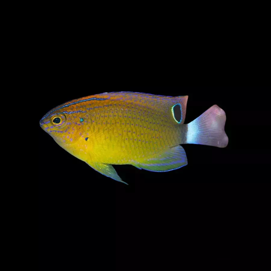 Speckled Damsel