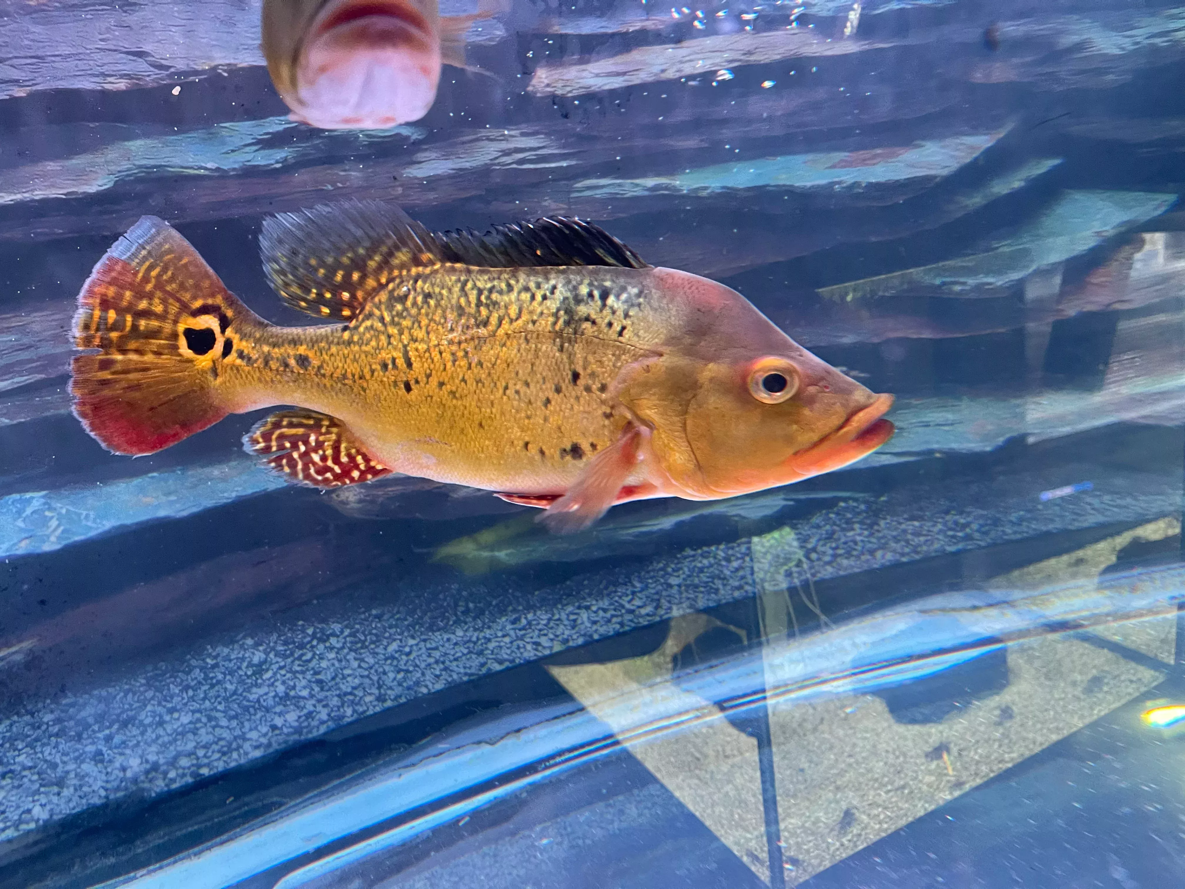 Spider Kelberi Peacock Bass (Cichla kelberi ‘spider’)