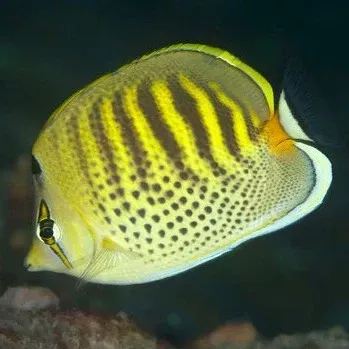 Spotband Butterflyfish