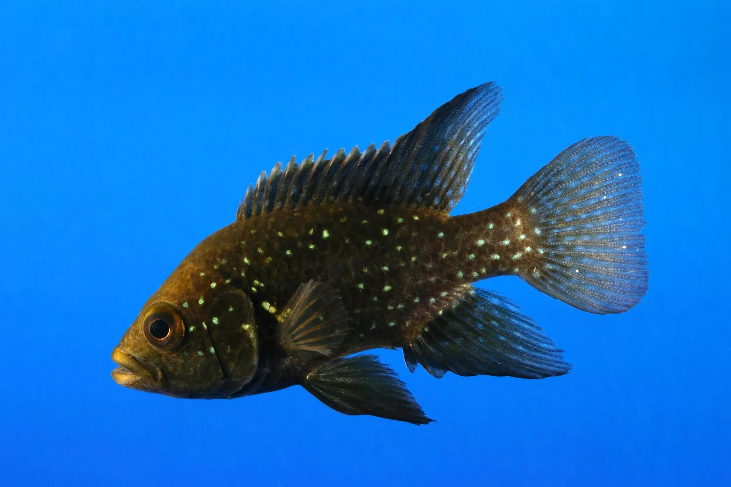 Starry Night Cichlid-2-3″