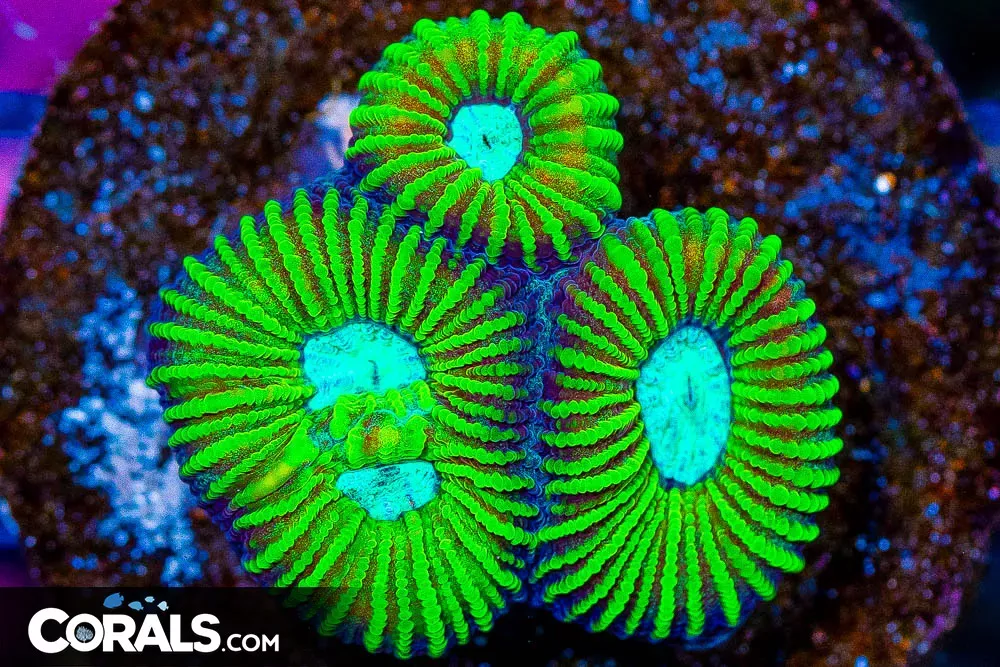 STATIC BLAST Favia Frag