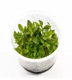 Staurogyne Repens ADA IC030