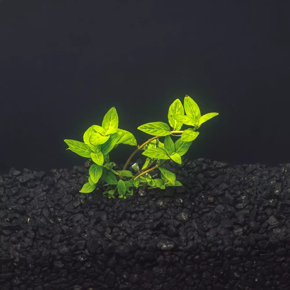 Staurogyne Repens