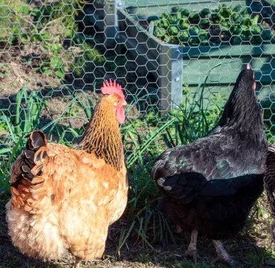 Stay Tuff Hexagonal Poultry Netting 1In