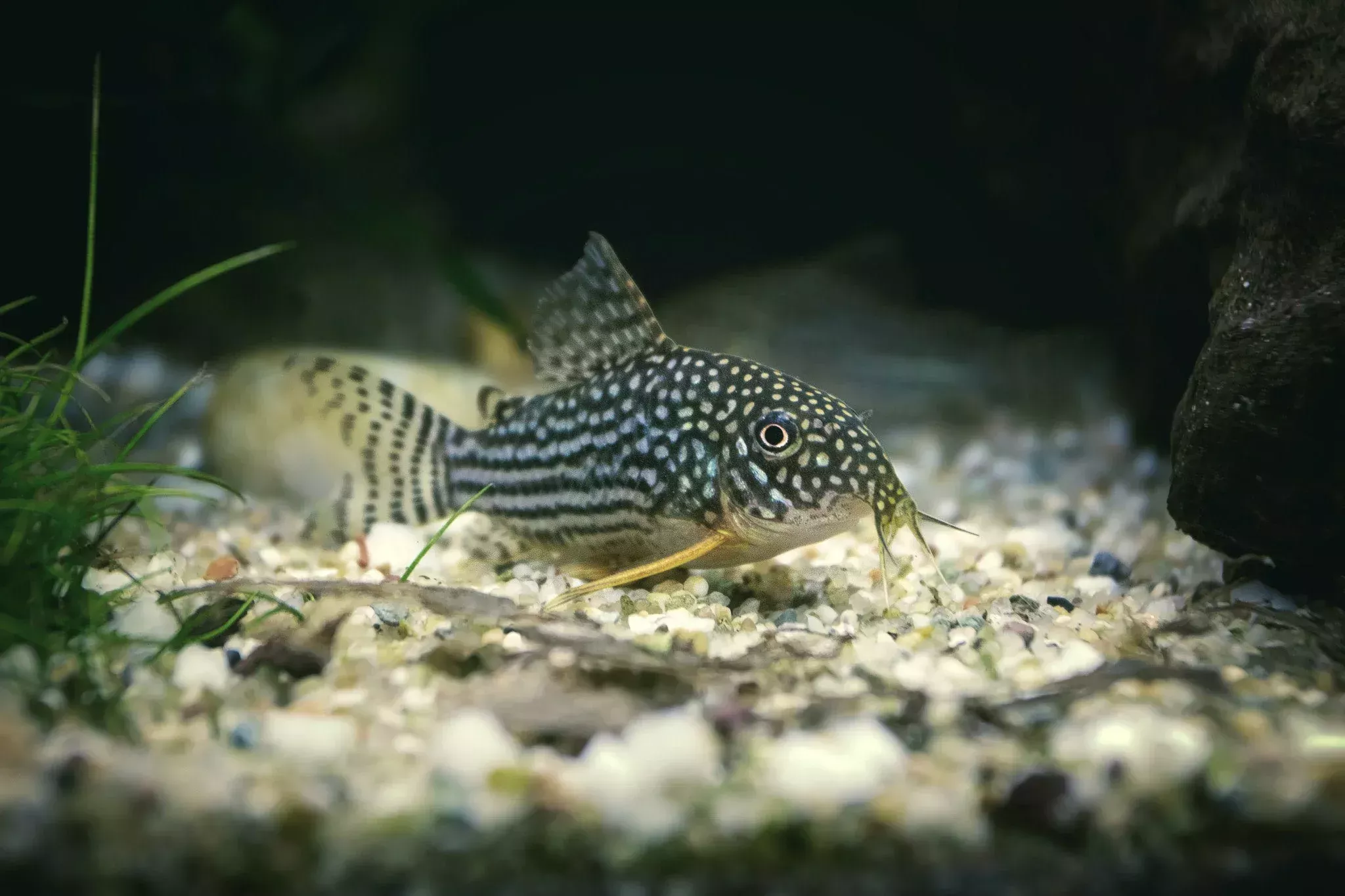 Sterbai Corydoras