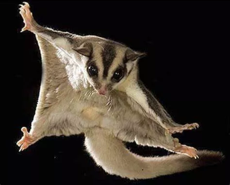 Sugar Glider