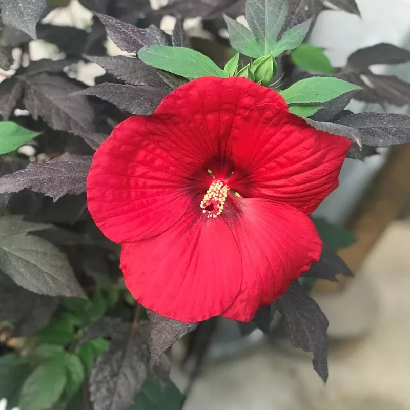 Summerific Holy Grail Hibiscus (Rose Mallow) | Perennials