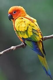 Sun Conure