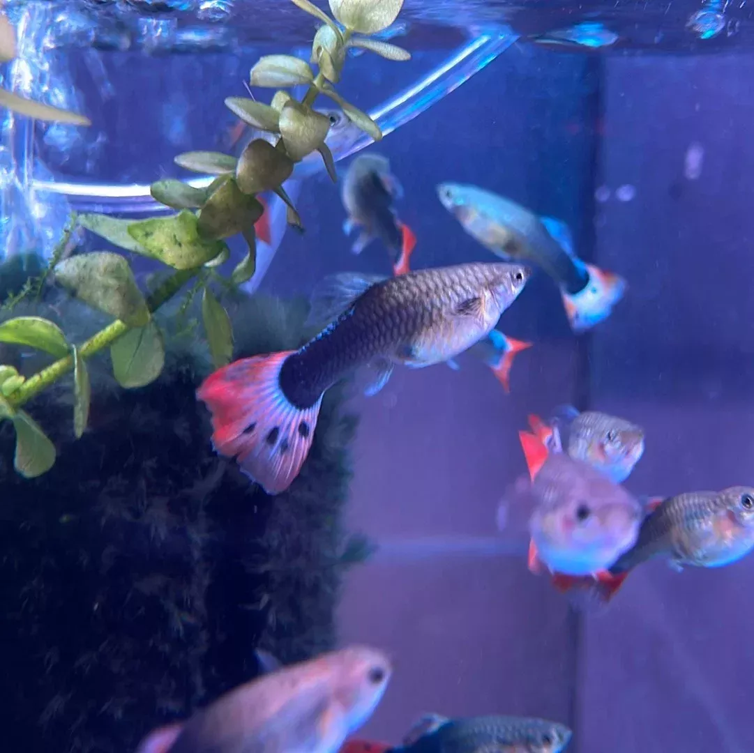 Super Red Tuxedo Guppy (Female) (Poecilia reticulata)
